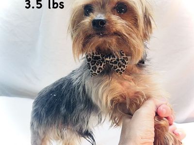 AKC Yorkshire Terrier Puppies (Yorkies) - Daddy is a miniature