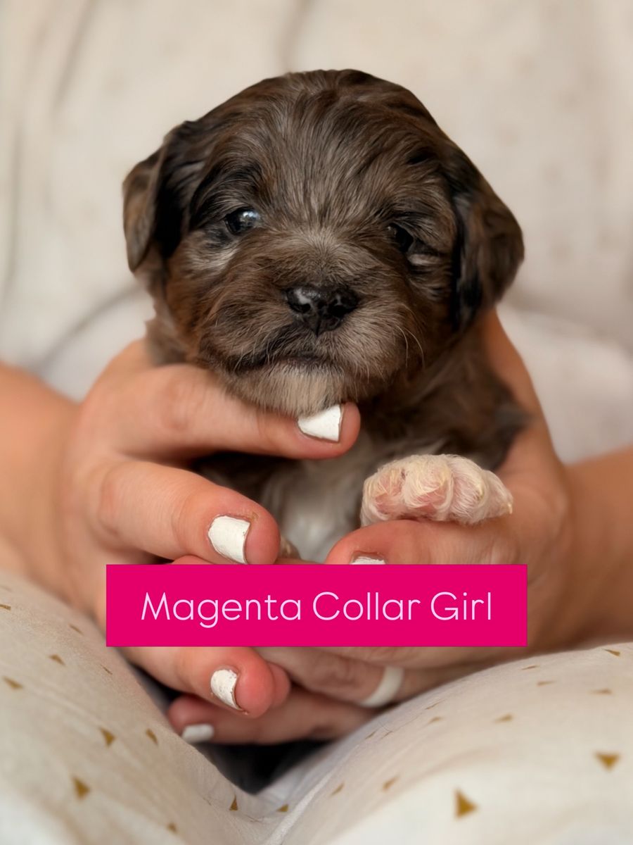 Mini Blue Merle Aussiedoodle Puppies