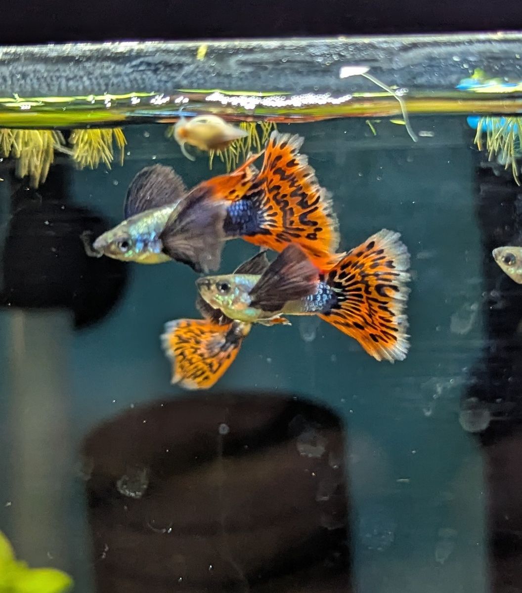 Dumbo Red Mosiac Guppies