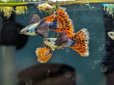 Dumbo Red Mosiac Guppies