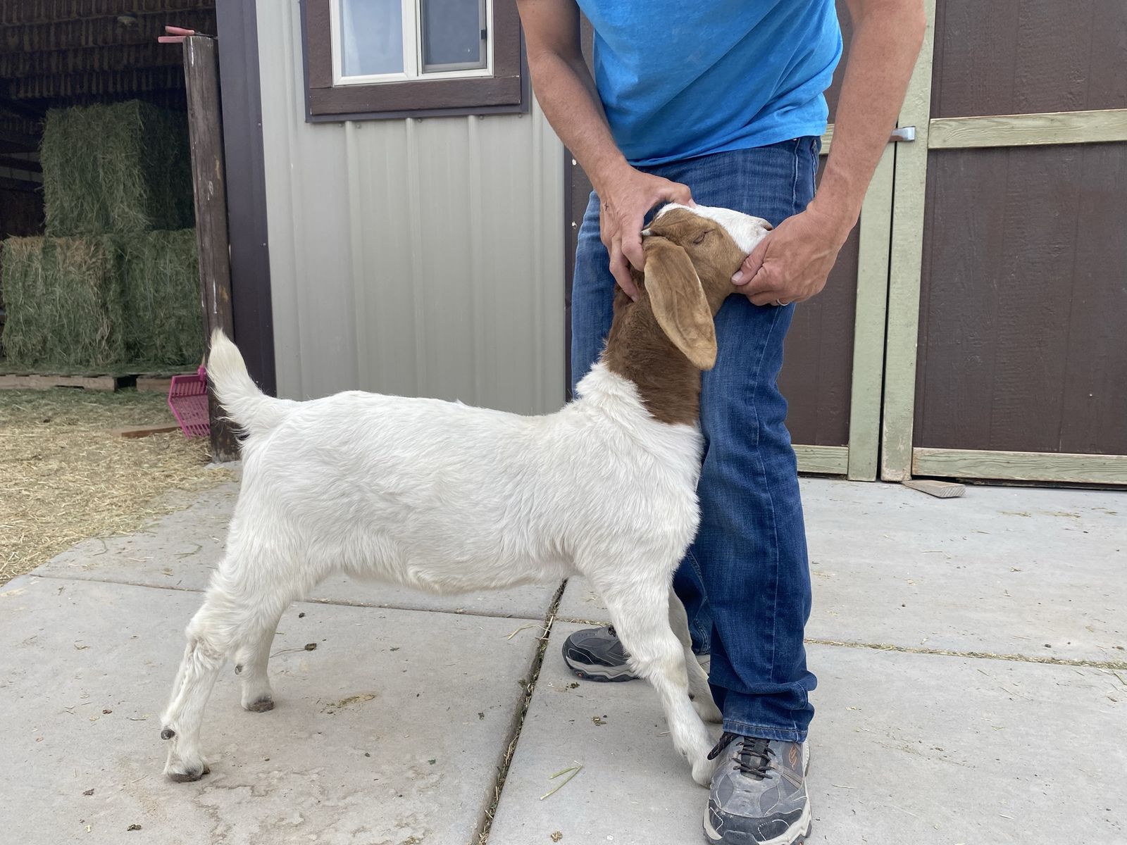 Boer Goat Show Does