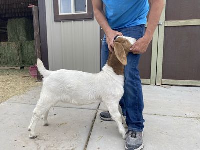 Boer Goat Show Does