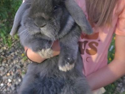 Holland Mini Lop Bunny Rabbit