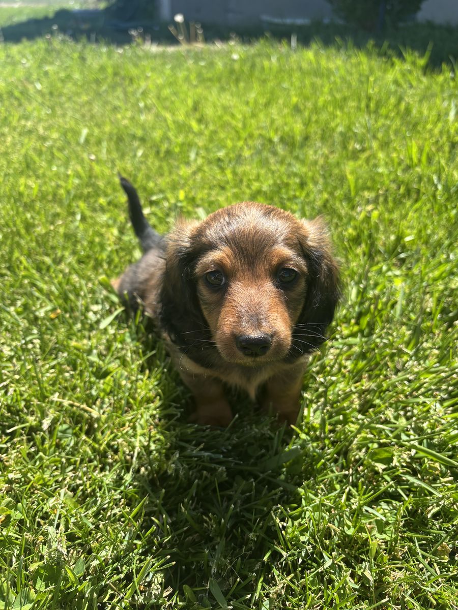Mini long haired dachshund puppies