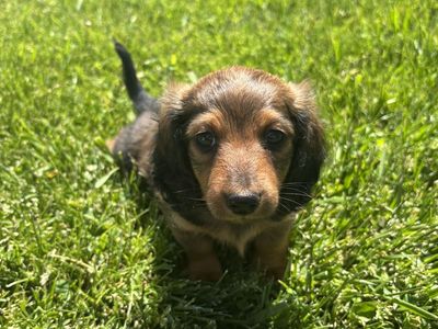Mini long haired dachshund puppies