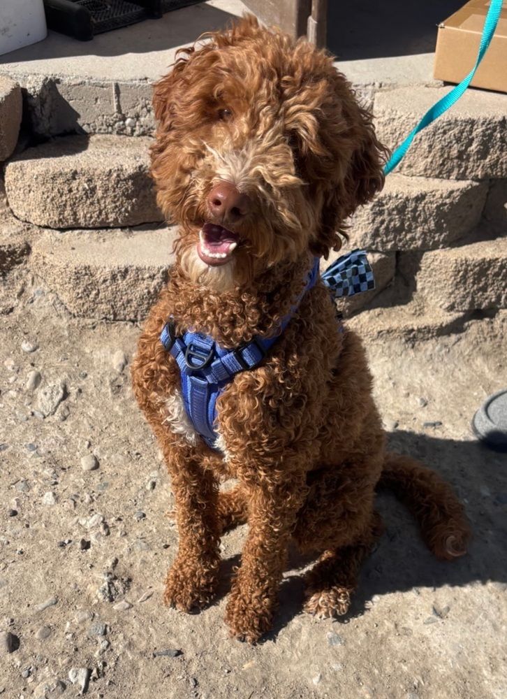 Lucky The Doodle
