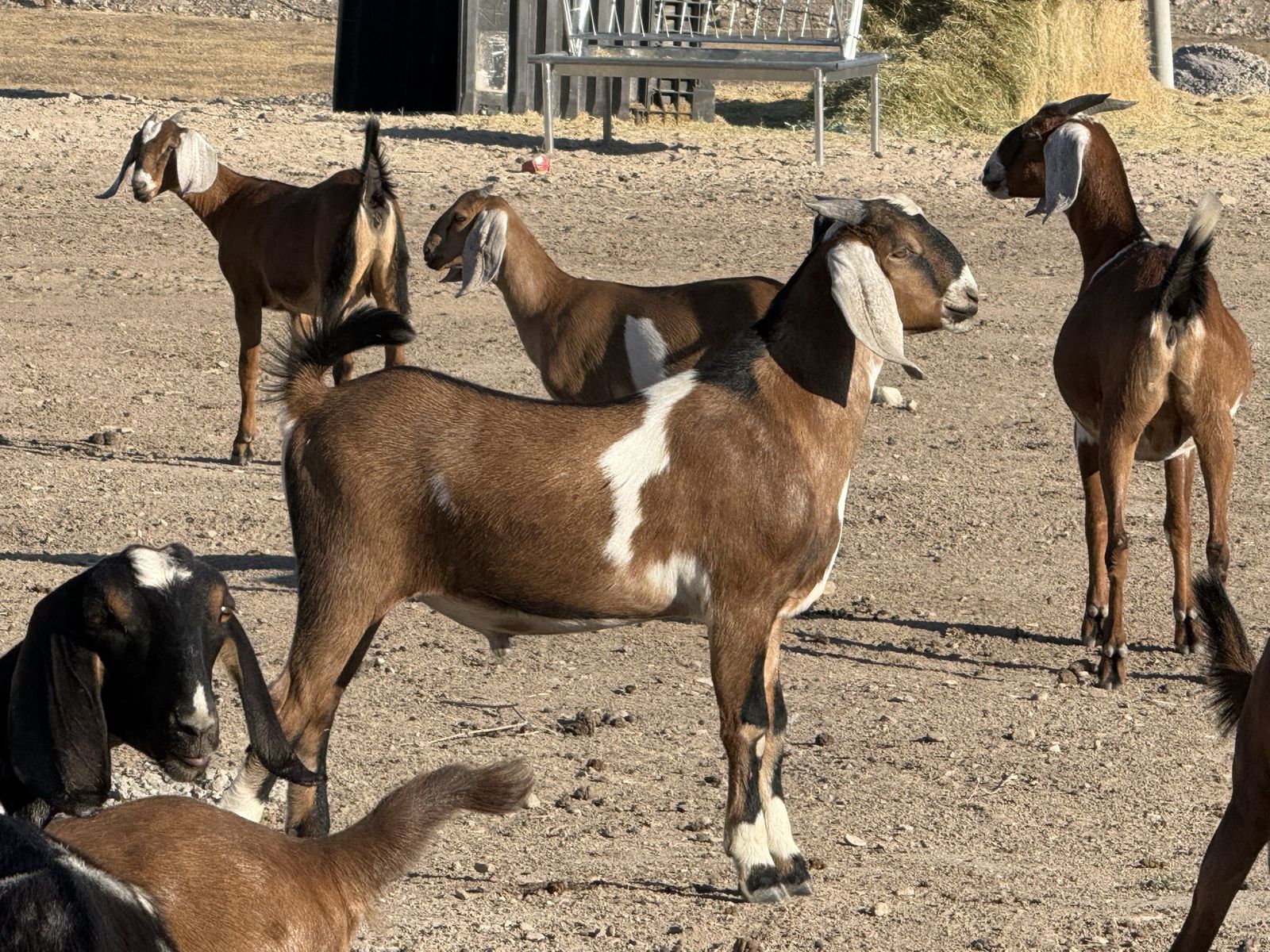 Nubian Buck