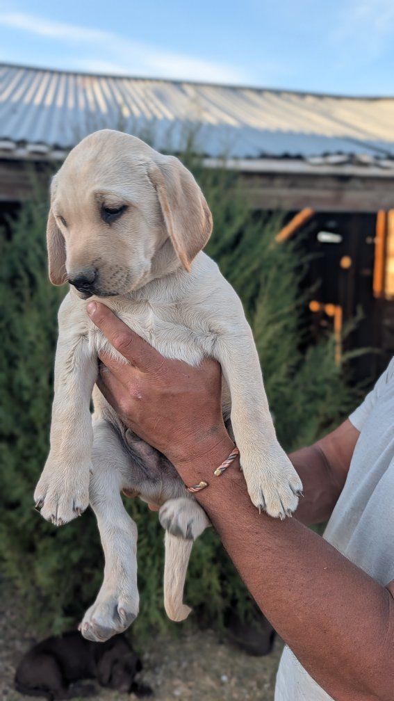 Lab/ GSP Mix Hunting Puppies