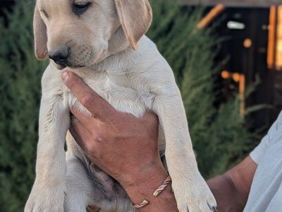 Lab/ GSP Mix Hunting Puppies