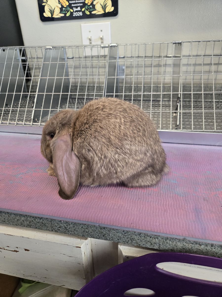 Purebred Mini Lop junior girl