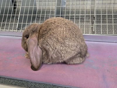 Purebred Mini Lop junior girl