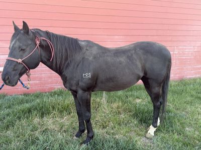 Horse for sale