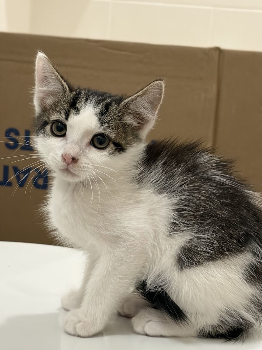 Kittens