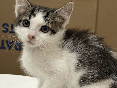 Kittens
