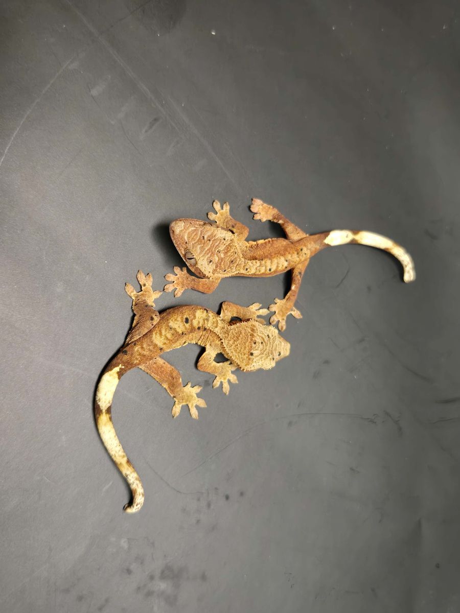 Crested Gecko