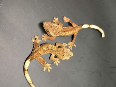 Crested Gecko
