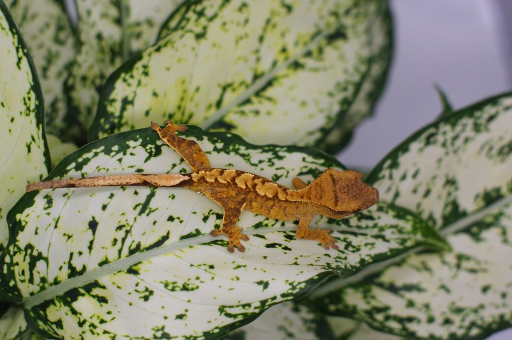 Crested Gecko Baby