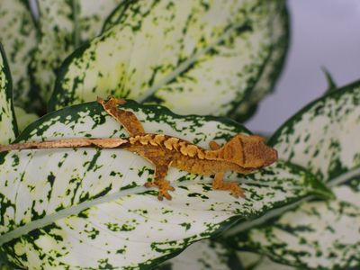 Crested Gecko Baby