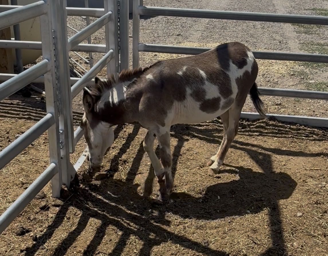 Tiny Spotted Miniature Jack Donkey