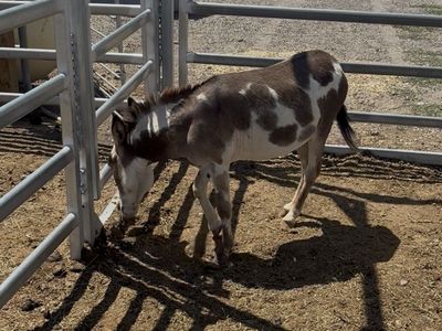 Tiny Spotted Miniature Jack Donkey