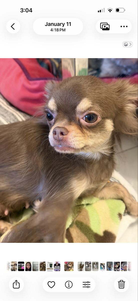 5 lbs long-haired Chihuahua 3  years old 500$ OBO