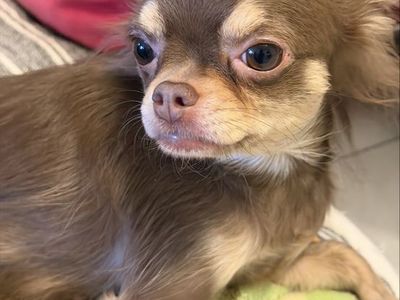 5 lbs long-haired Chihuahua 3 years old 500$ OBO