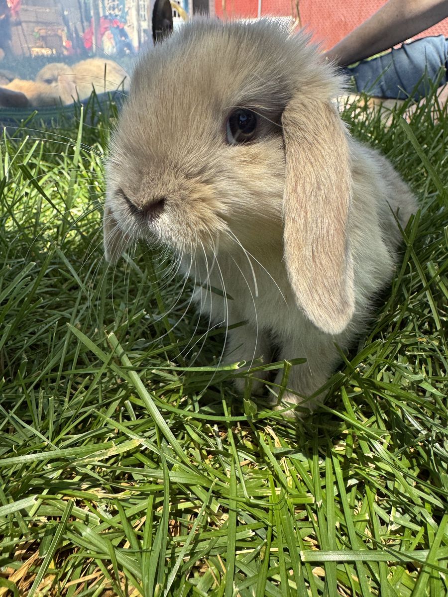 Holland Lop Bunny- Buck