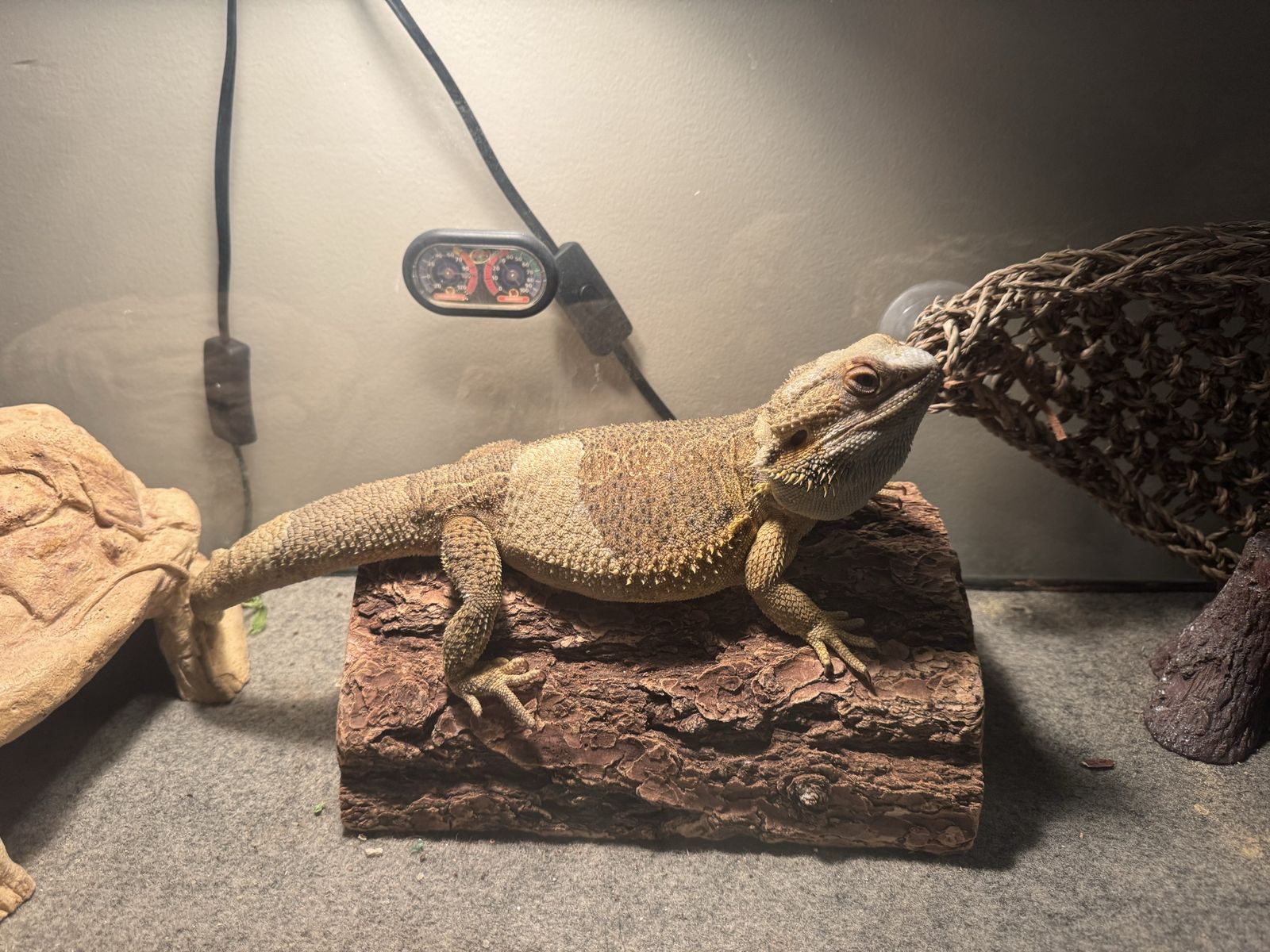 Two beautiful bearded dragons