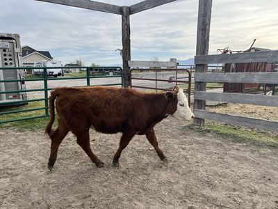 Red angus cross yearling heifers