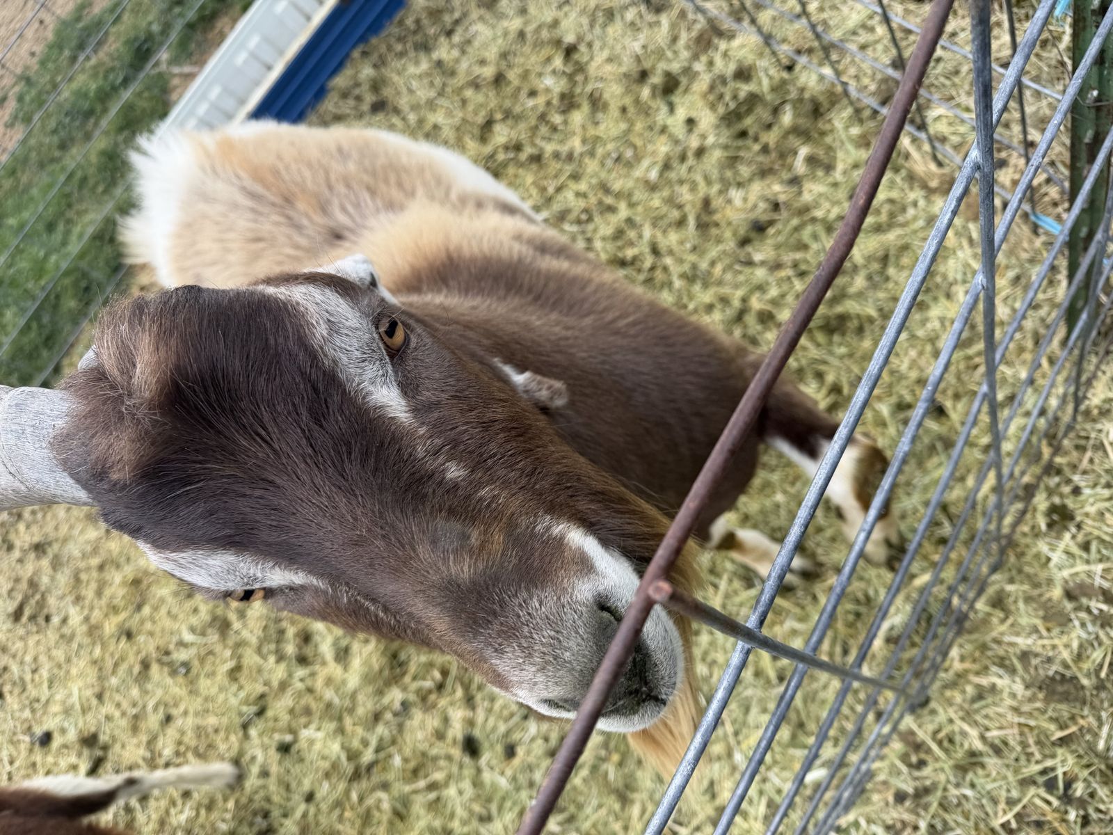Two year old adga registered Lamancha buck