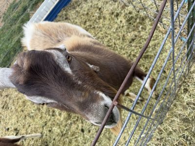 Two year old adga registered Lamancha buck