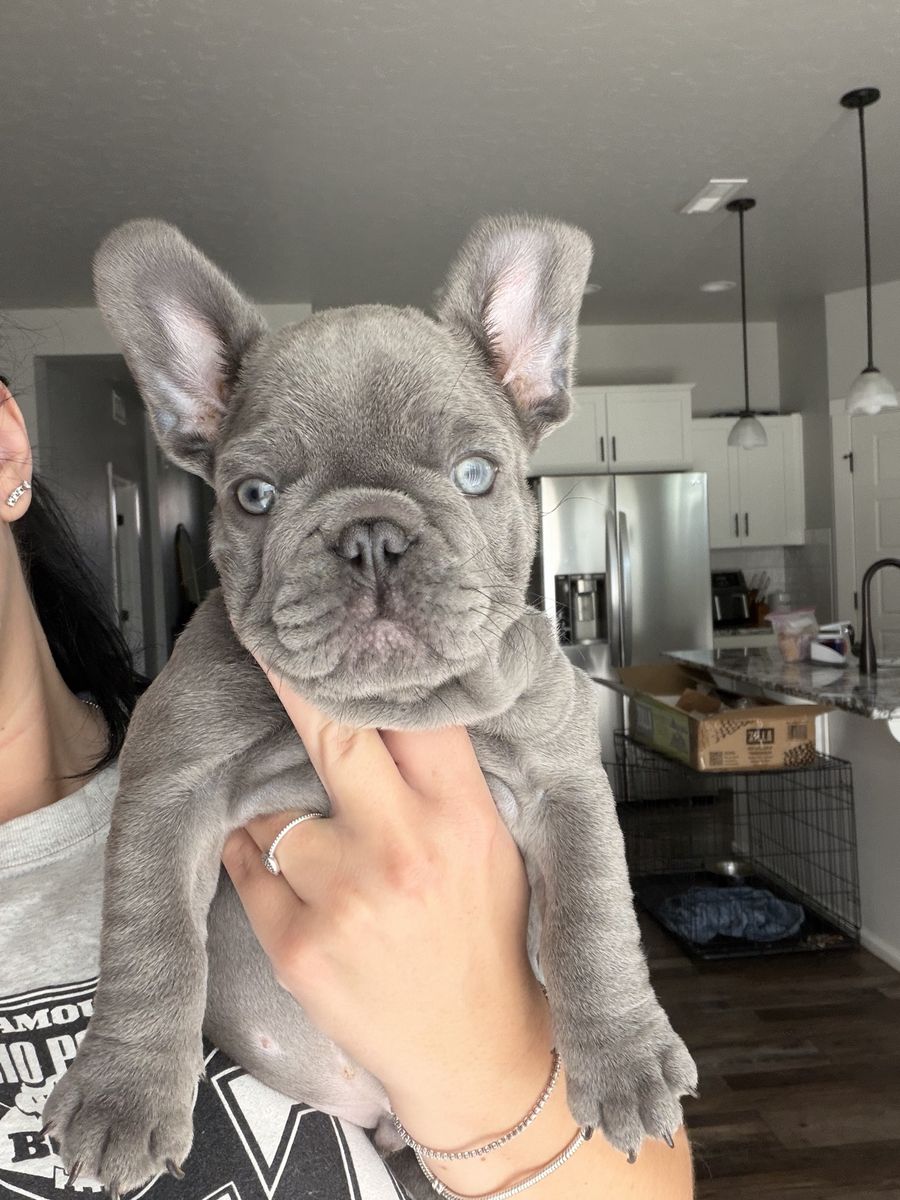 French bulldog
