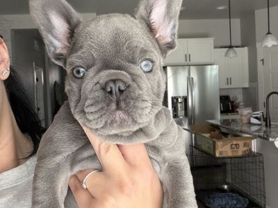 French bulldog