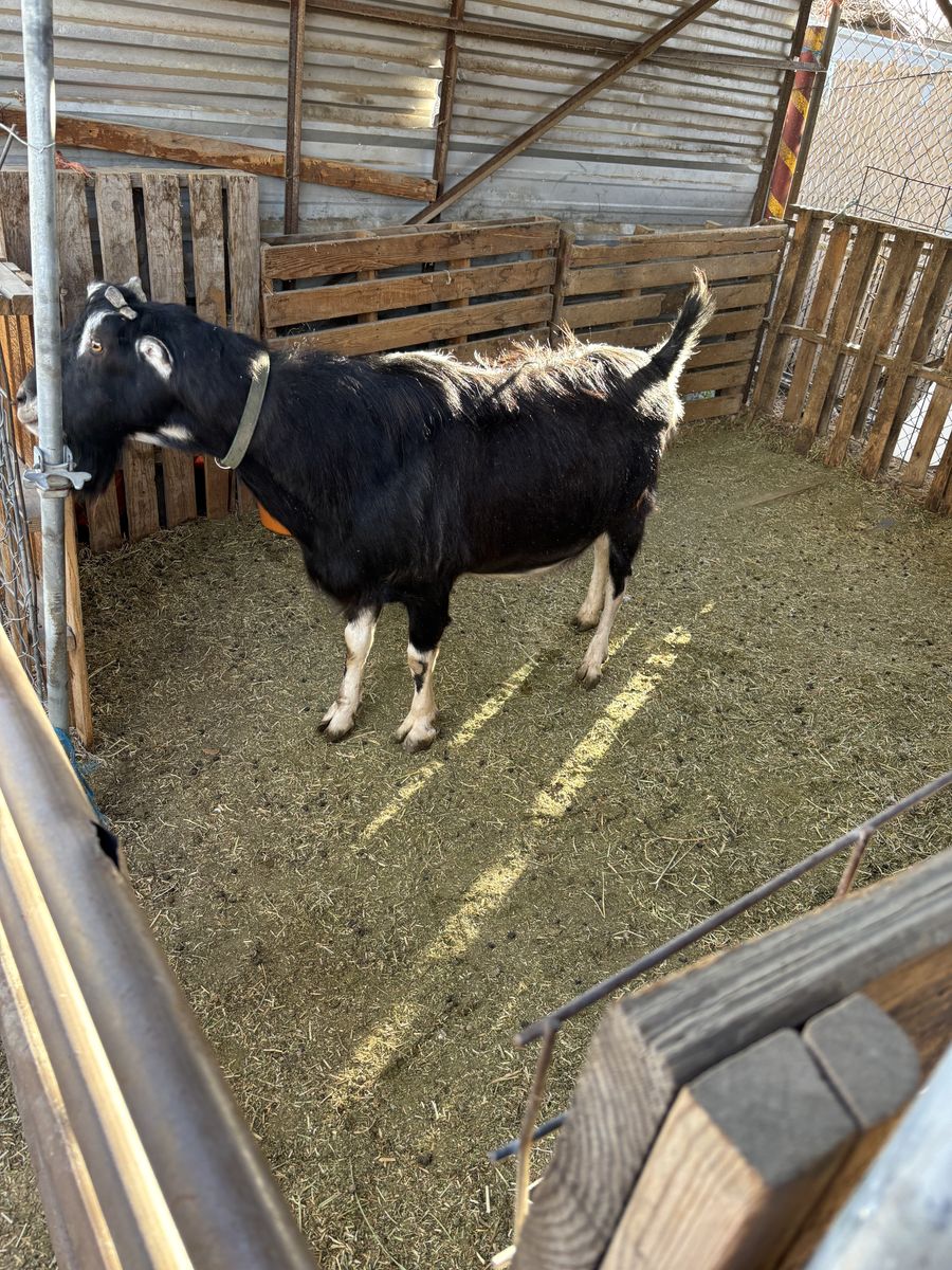 Registered young buck