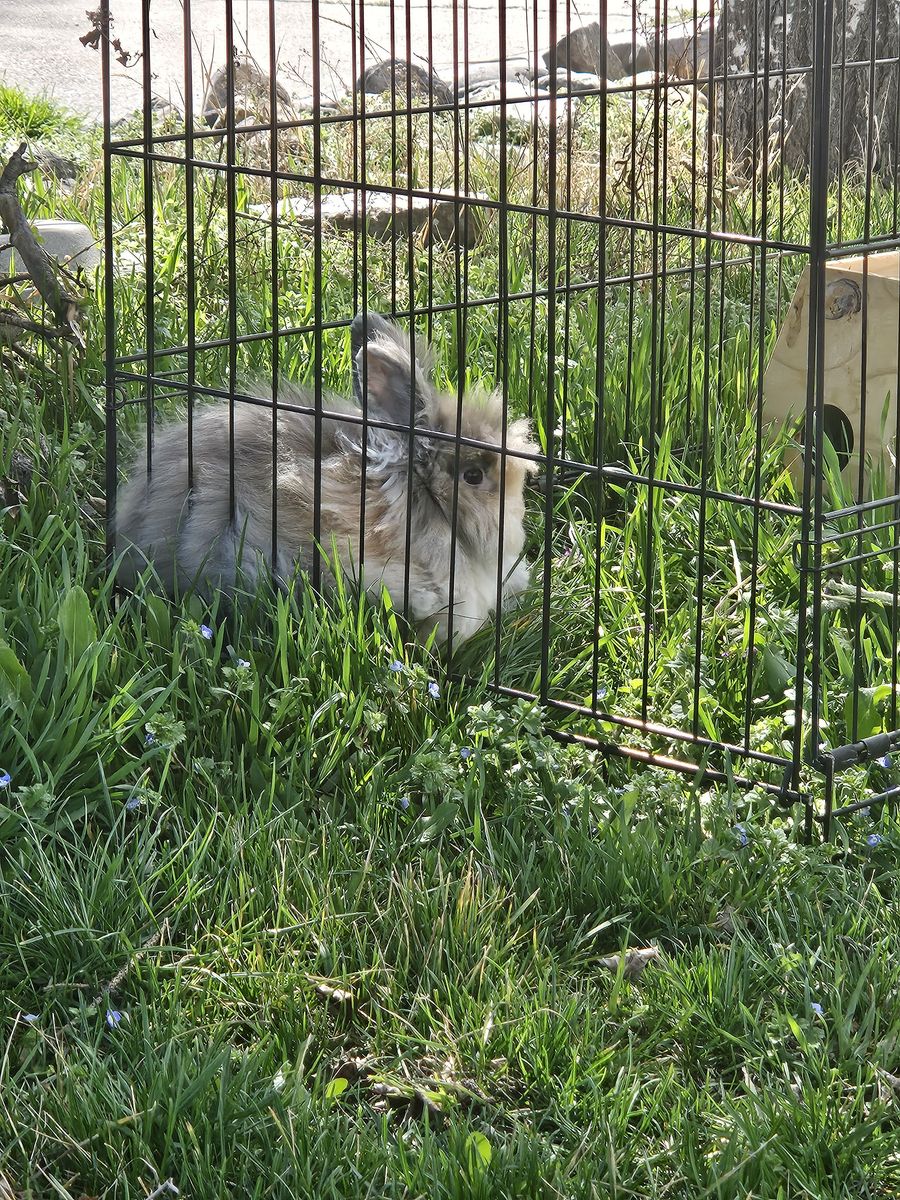 Lionsmane bunny w/ accessories