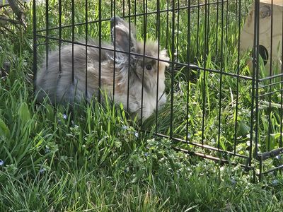 Lionsmane bunny w/ accessories