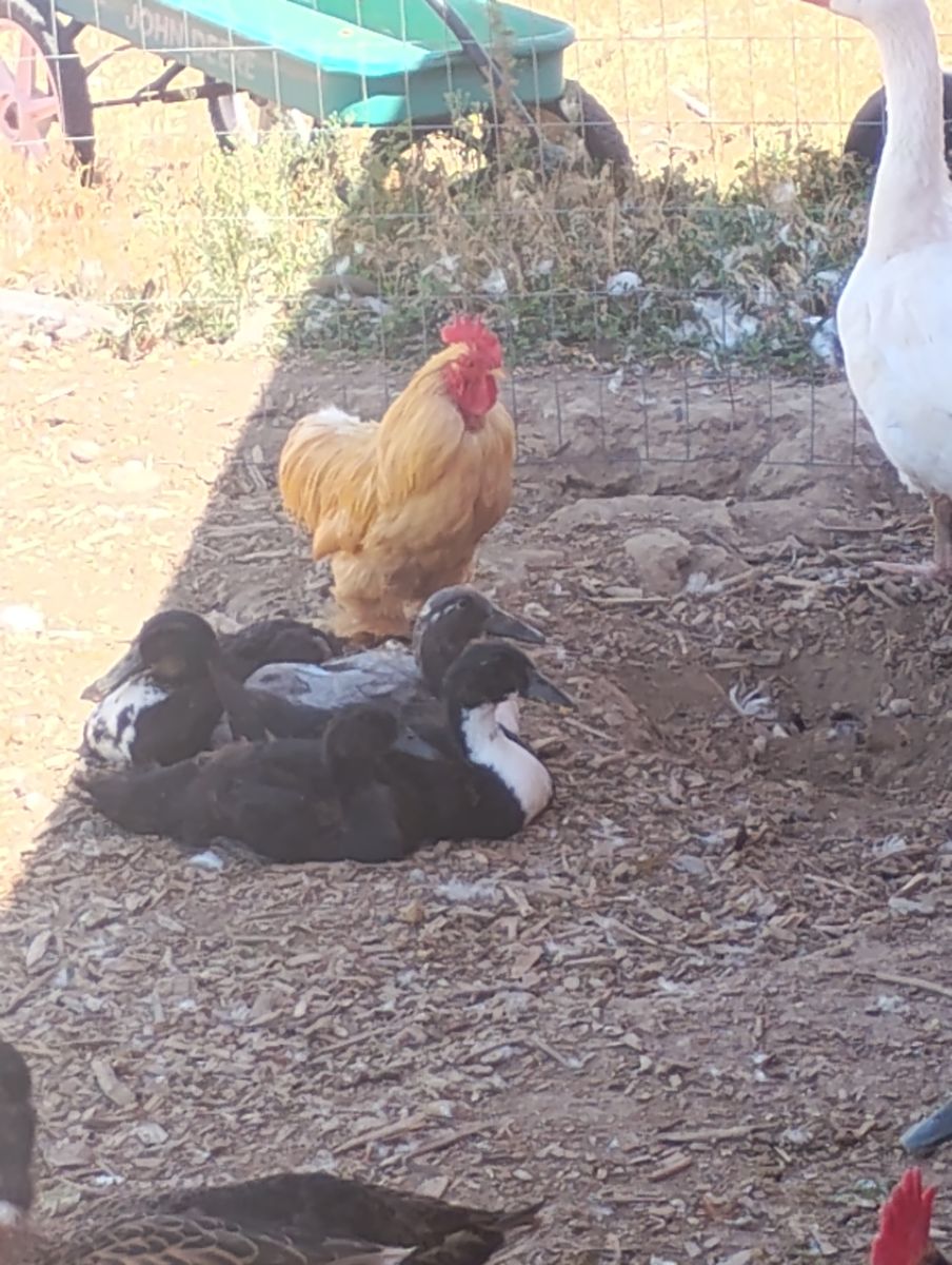 Female Juvenile Ducks