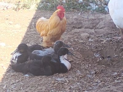 Female Juvenile Ducks