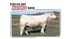 Charolais Bulls