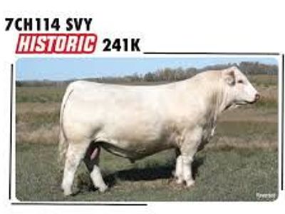 Charolais Bulls