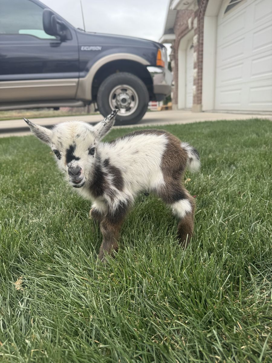 Nigerian Dwarf Baby Goats