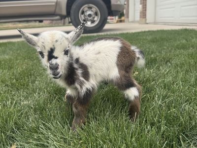 Nigerian Dwarf Baby Goats