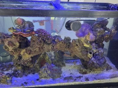 120g peninsula tank with rock arch and coral/fish