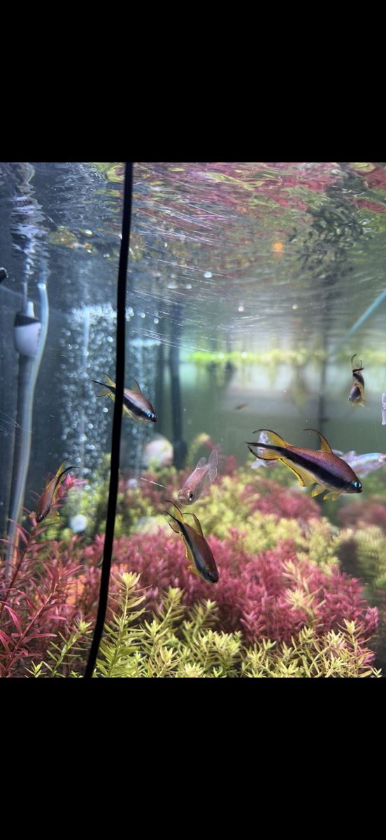 Group of Emperor Tetras