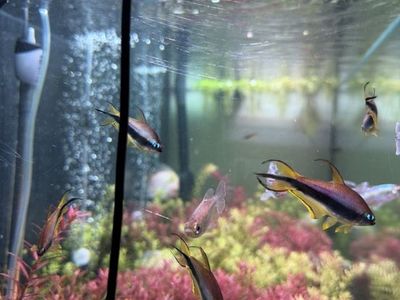 Group of Emperor Tetras