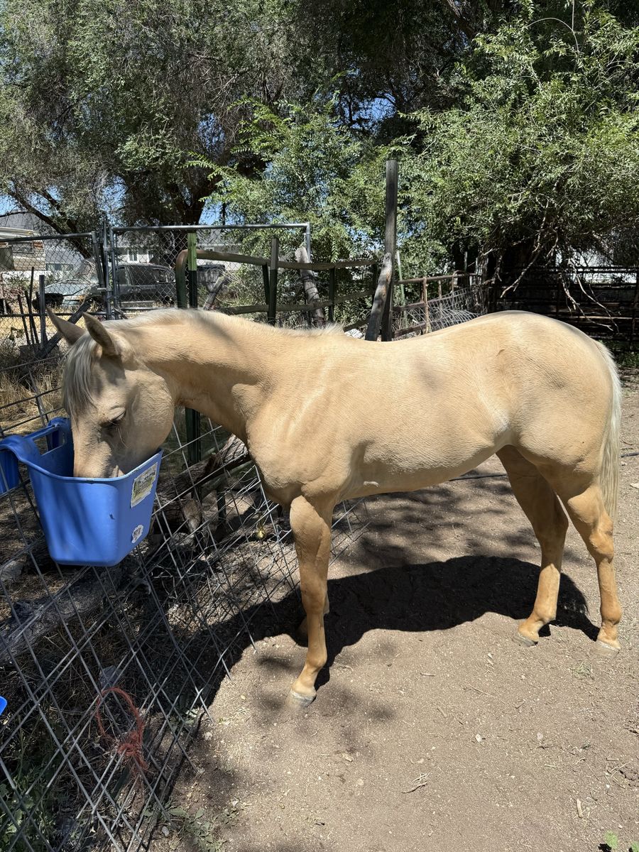 Registered Palomino Mare