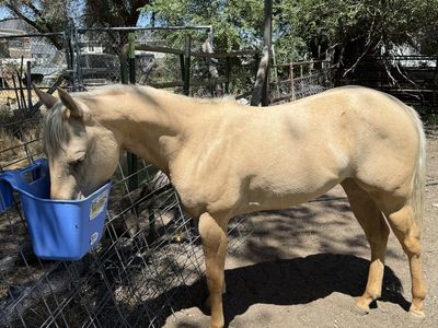 Registered Palomino Mare