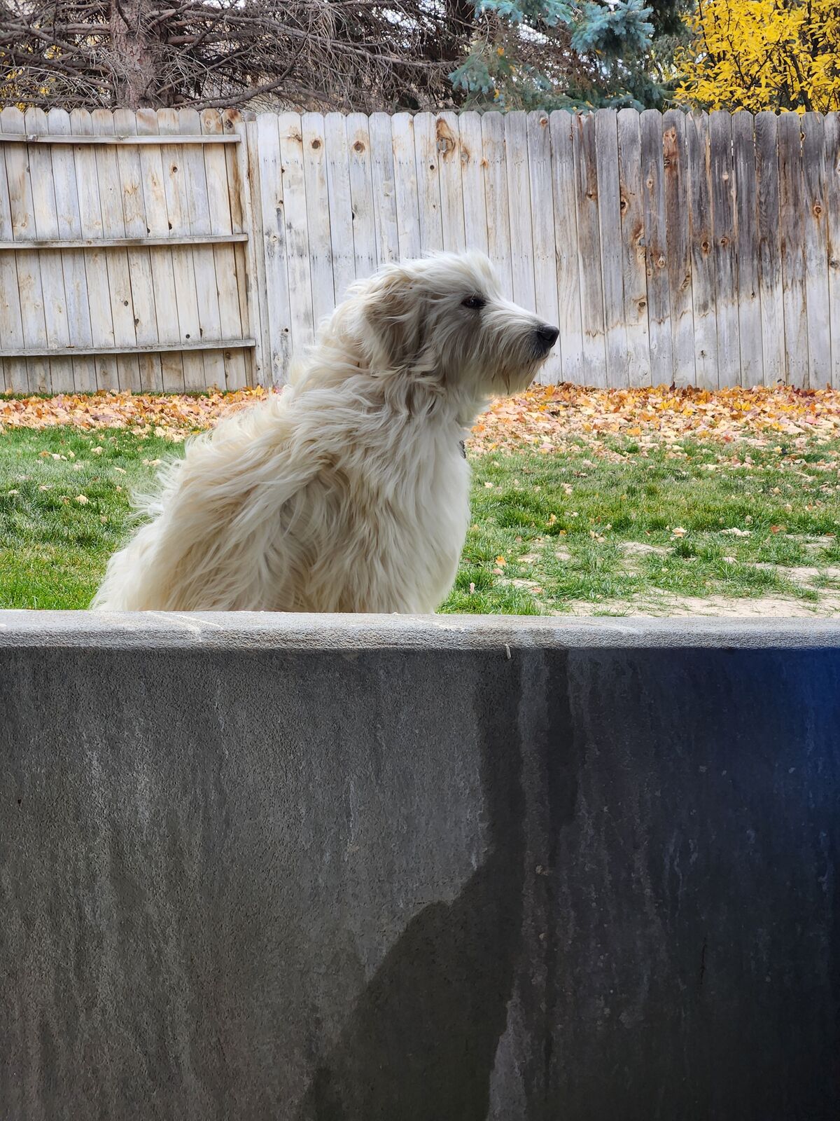Great Pyrenees / Aussiedoodle Puppy
