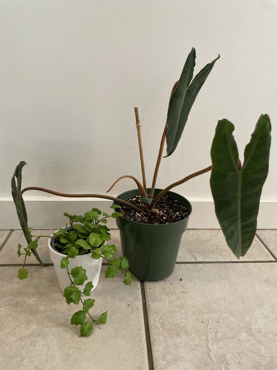 Hoya Endauensis & Philodendron Billietiae