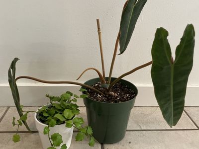 Hoya Endauensis & Philodendron Billietiae
